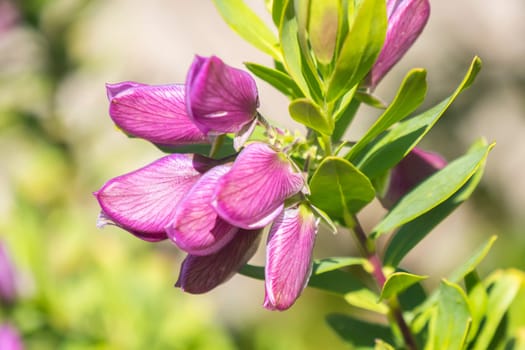 Polygala myrtifolia, Polygalaceae