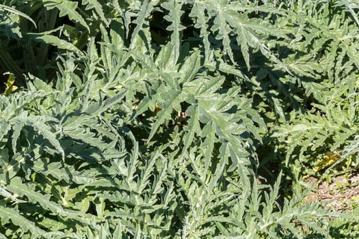 Artichoke plants in the orchard