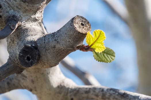 Outbreaks of fig in spring