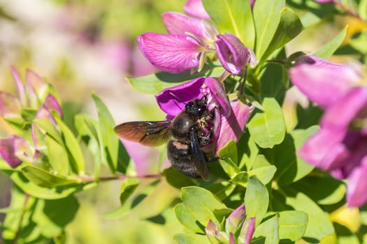 Xylocopa bumblebee pollinating a Polygala Myrtifolia