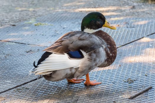Mallard, Wilkd duck,in a park. Anade Real o azulón.
