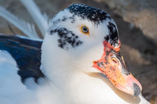 Wild white duck in the middle of nature