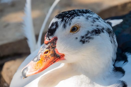 Wild white duck in the middle of nature