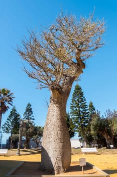 Chorisia Speciosa tree, Genoves Park, Cadiz, Andalusia, Spain