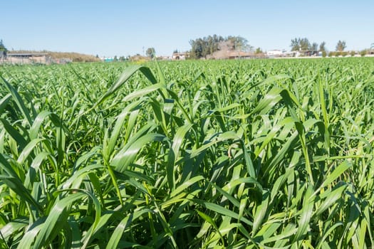 Harvesting unripe oats