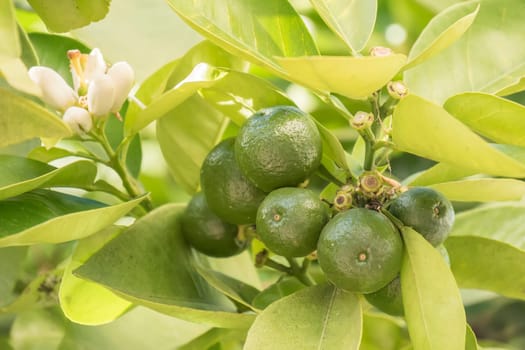 Unripe orange growing in the tree