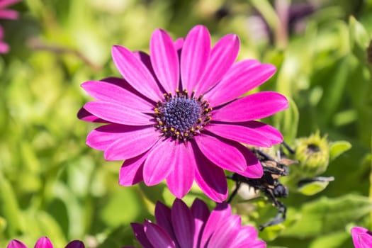Dimorphotheca ecklonis pink flower
