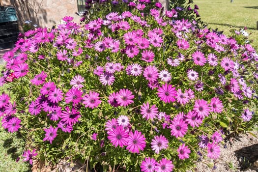 Dimorphotheca ecklonis pink flowers