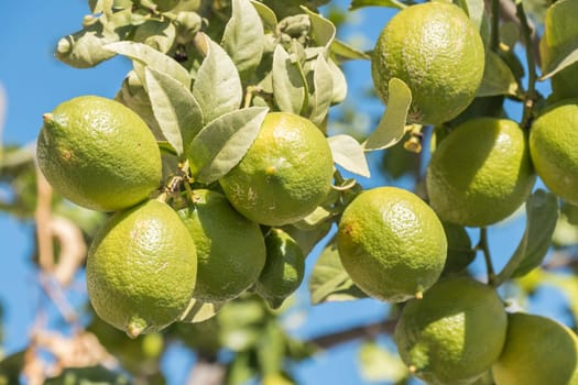 Unripe lemons on the tree