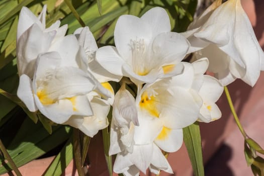 White freesia flower