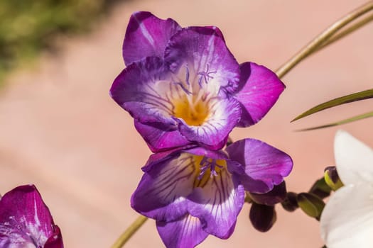 Violet flower freesia