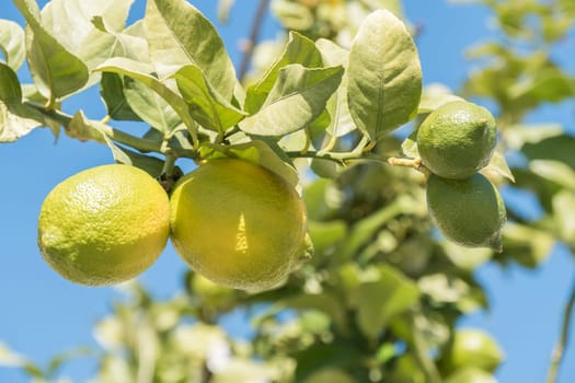 Unripe lemons on the tree