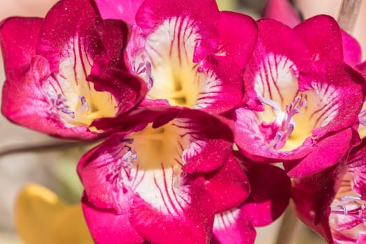 Pink flower freesia