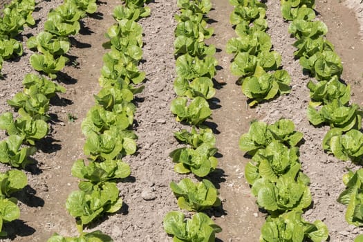 Lettuce in the orchard