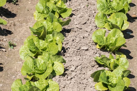 Lettuce in the orchard