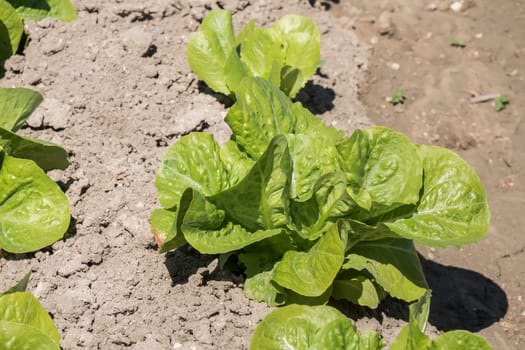 Lettuce in the orchard