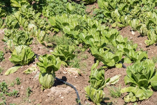 Lettuce in the orchard