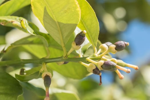 Lemons growing on the tree in spring