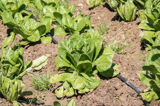 Lettuce in the orchard