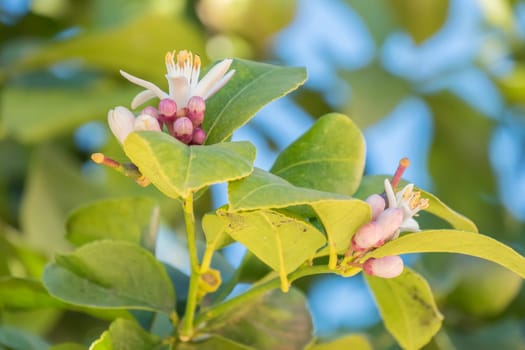 Lemon blossom in spring