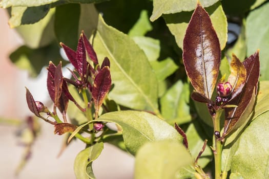 Outbreaks of lemon leaves