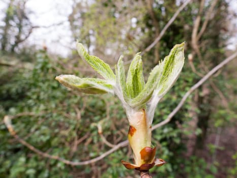 Green budding plant heads
