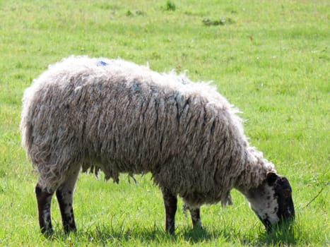 Wild sheep in a field