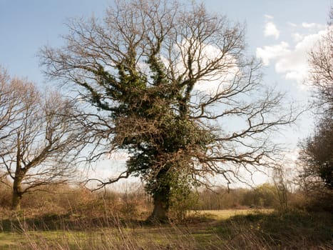 Woodland trees bare, on a lovely spring day