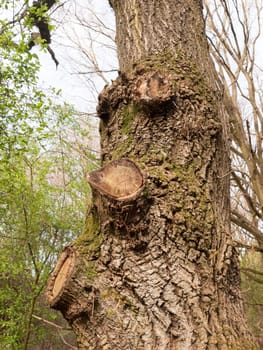 Three Knobs on Tree Bark Macro of High Detail and Nice Clarity Isolated and Forest in the Background