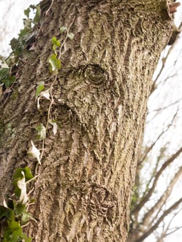Sideways Bark Leading up with Face in it and Leaves Hanging with a Clear Blurred Background and Sunlight