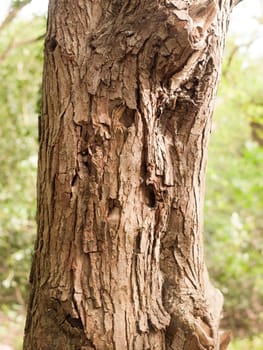 The Detail of Tree Bar Up Close and Personal with Character brown and Cut and Jagged and High Detail with Blur Background Bokeh and Nice Bright Light In Spring