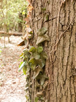 A Bunch of Dangling Half Dead Dark Green Leaves on the Side of  tree with the Texture of Bark in the Foreground and a Blured Background Bokeh High Detail and Sun light in Spring and Summer in Forest