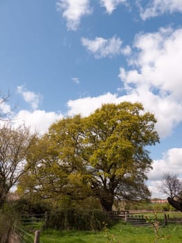 A Fantastic Lush Tree in the Middle of the Countryside, with a Lovely Clear Sky and Partial White Clouds Overhead and Stretched, bits of wooden fence and gates in the shot too, big tree with lots of leaves and branches on its own