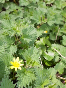 Shot of yellow flower in midst of green nettles