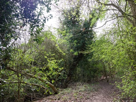 Lush green trees in the spring in a wood with a path