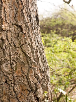 Close up of Tree Bark With Quality Texture and Detail and blurred Background with Grass