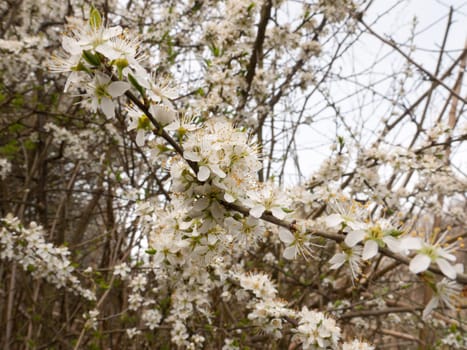 Spring white tree in bloom