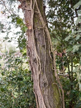 Bark and leaves in the middle of a wood