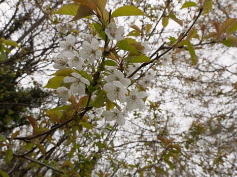 White flower heads as seen from below