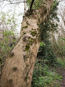 Bark and leaves in the middle of a wood