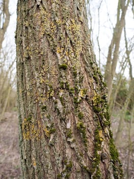 Tree lichen on the bark up close