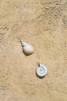two shells on a beach