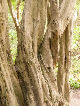 Twisted Trees Bending Over Each Other in the Forest in the Nice Summer Light of Day Time and Plenty of Detail and Texture and Colour