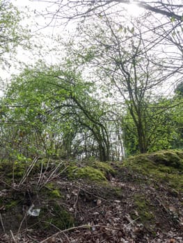 Lush green trees above a small hill in a forest