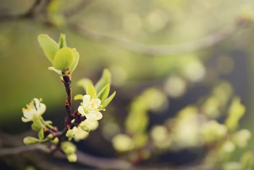 Closeup of the cherry blossom on a branch. Use green retro filter style.