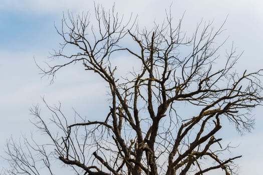 Dry tree in the middle of nature
