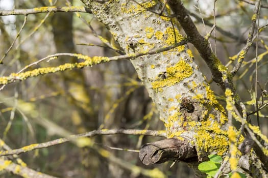 Tree trunk with moss in the forest