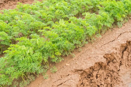 Carrots crop