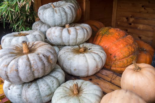 White and orange pumpkings wonder