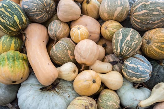 Pumpkins, Cucurbita argyrosperma, moschata, Butternut, maxima, cushaw